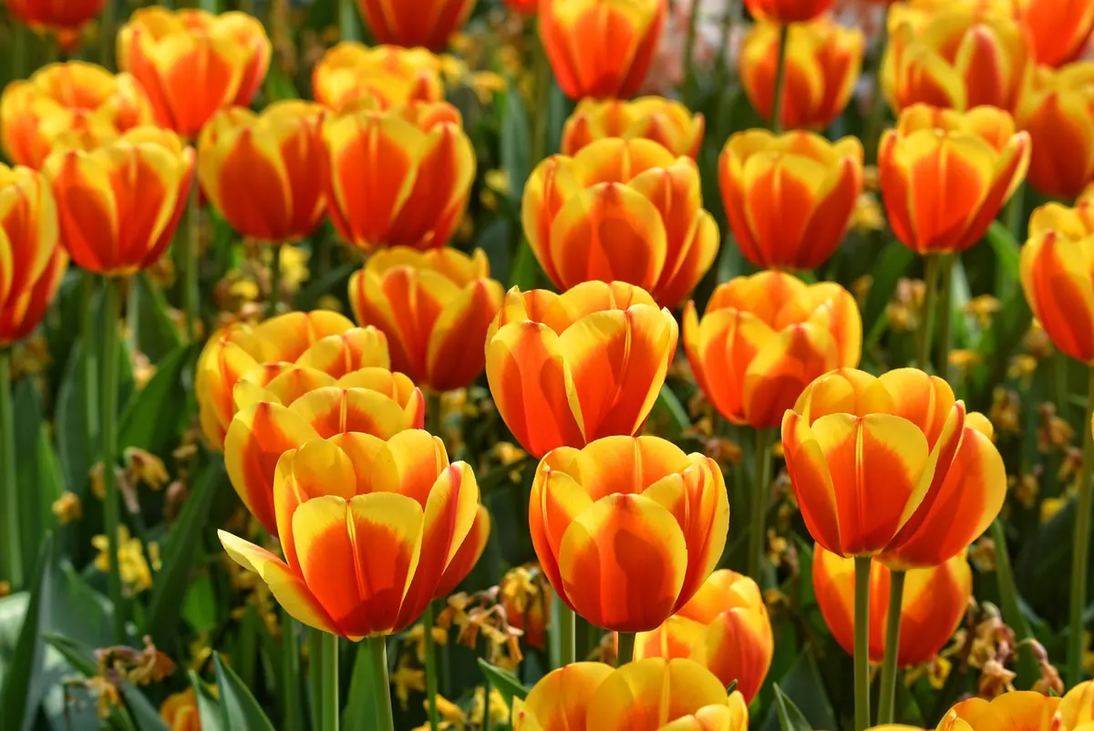 Common Mistakes When Planting Bulbs in Autumn (and How to Avoid Them)