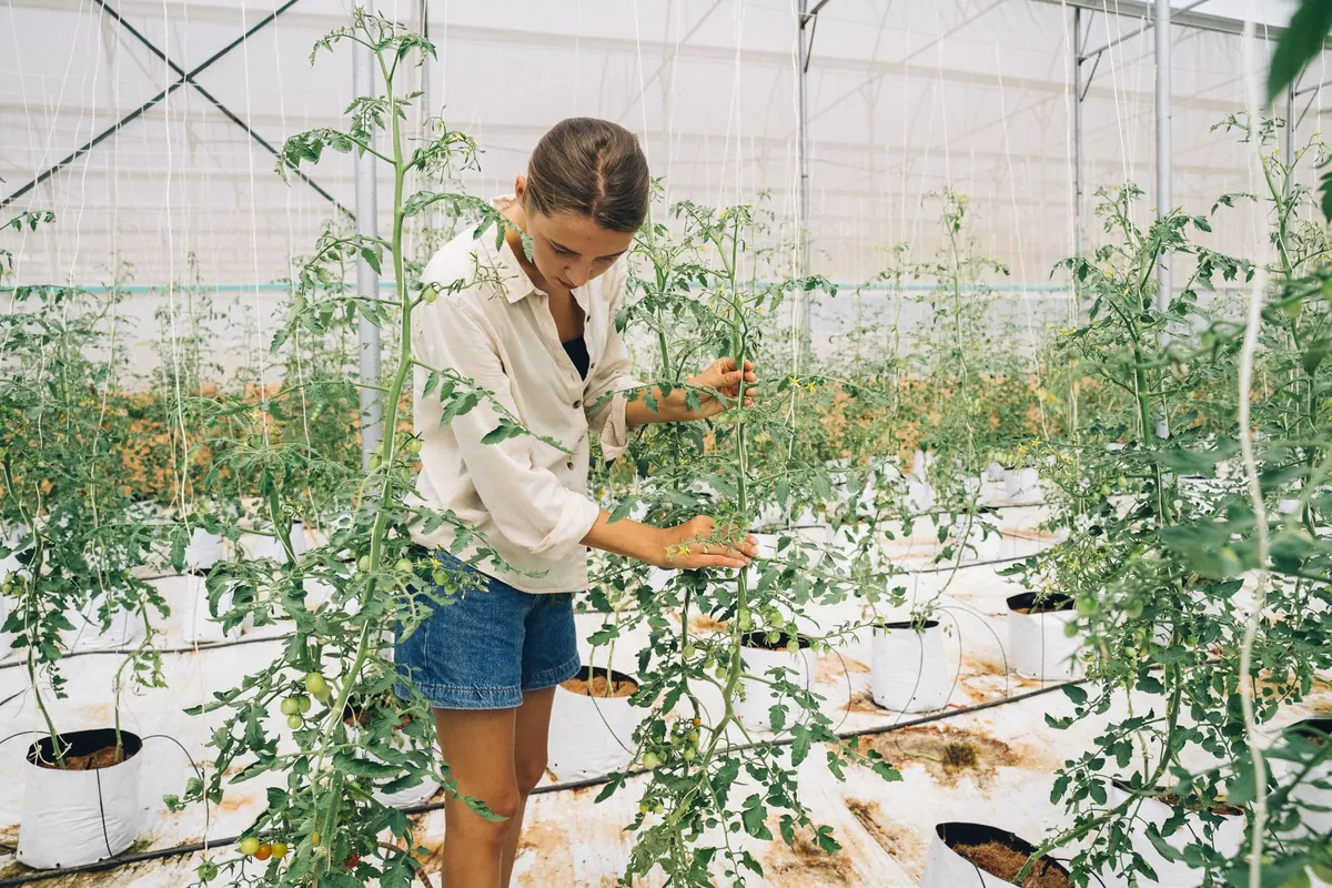 How to Grow Tomatoes in a UK Greenhouse: A Month-by-Month Guide