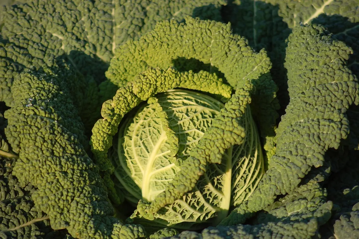 Winter Vegetable Crops to Sow in August for a UK Harvest